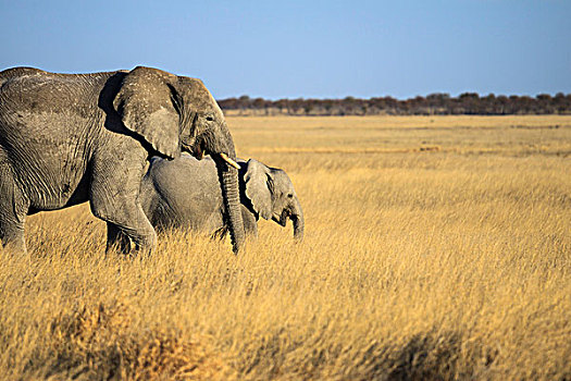 非洲象,雌性,幼兽,母兽,埃托沙国家公园,非洲