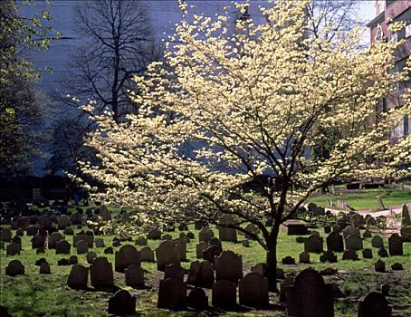 美国,波士顿,老,树,开花,陵墓