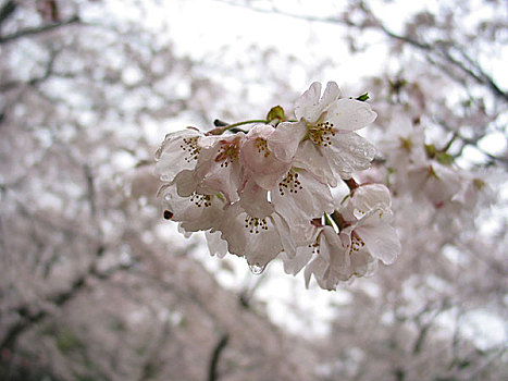 香川,公园,樱花,特写