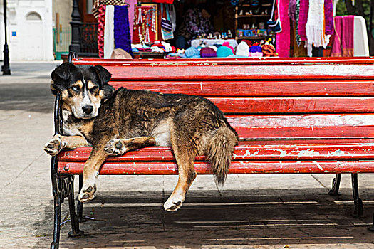 狗,睡觉,红色,长椅,竞技场,麦哲伦省,智利