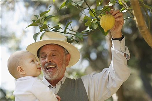 爷爷,展示,柠檬树,婴儿