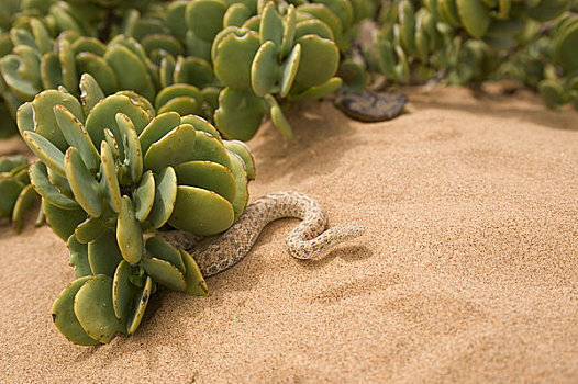 纳米比亚,靠近,纳米布沙漠,响尾蛇,蛇
