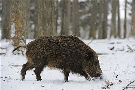 野猪,觅食,雪
