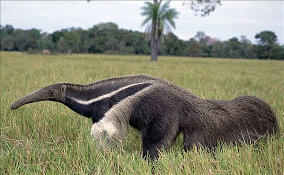 巨型食蚁兽,大食蚁兽,潘塔纳尔,巴西