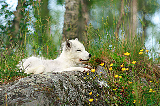 北极狐,挪威,斯堪的纳维亚,欧洲