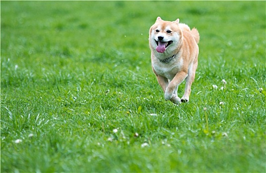 柴犬,狗,草地