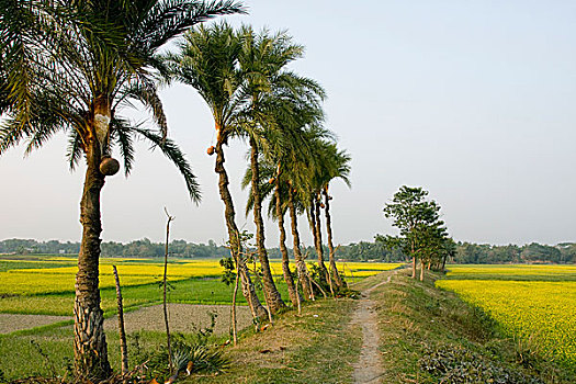 芥末,地点,孟加拉,一月,2009年
