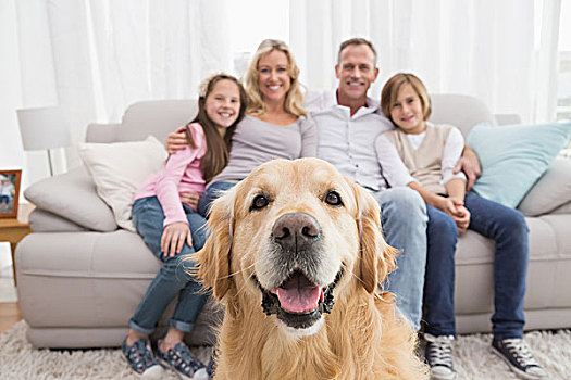 家庭,坐,沙发,金毛猎犬,前景