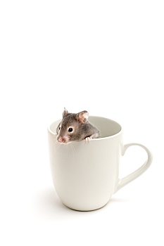 仓鼠,咖啡杯,白色背景