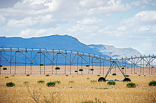 灌溉,农场,开普敦,西海角,南非