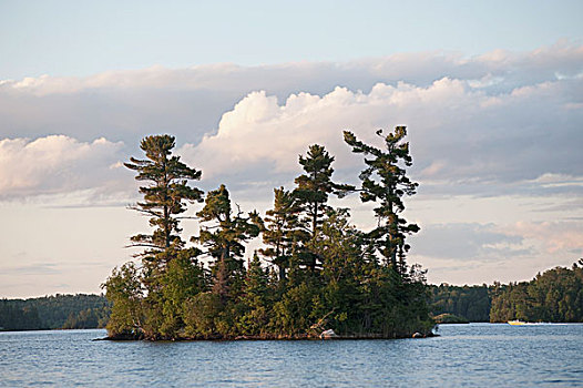 小岛,湖,木,安大略省,加拿大