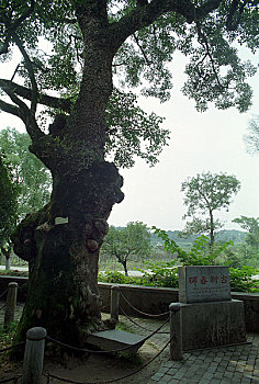 广西桂林兴安县古树上的石碑