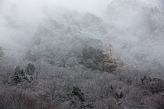 川西黄龙雪景