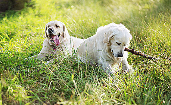 两只,狗,玩,绿色,草地