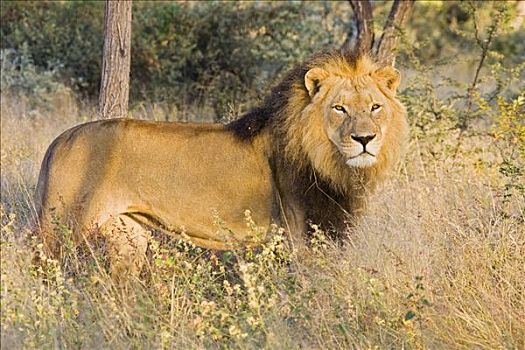 雄性,狮子,纳米比亚,非洲