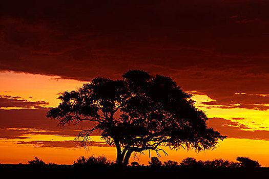 休息,露营,日落,埃托沙国家公园,纳米比亚,非洲