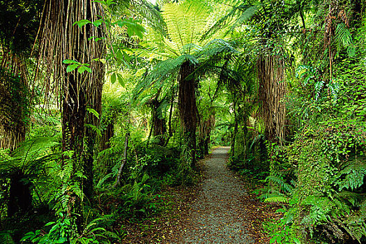 小路,雨林,艾斯派林山国家公园,南岛,新西兰