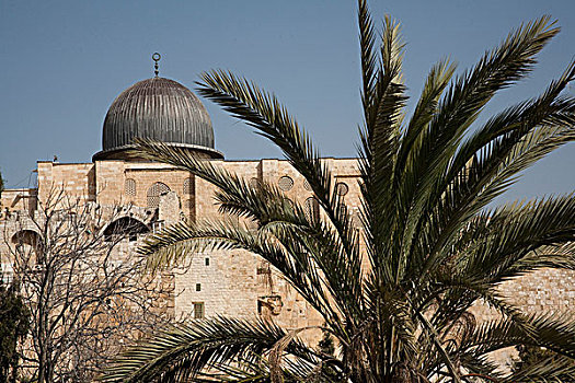 棕榈树,墙壁,城市,耶路撒冷,以色列