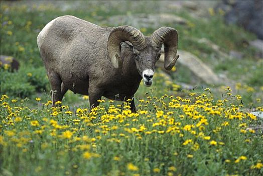 大角羊,放牧,花,落基山脉,北美