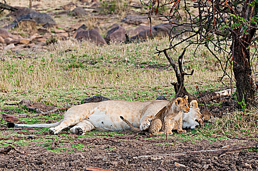 幼狮,雌狮,狮子,马赛马拉国家保护区,肯尼亚