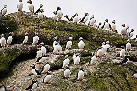 大西洋海雀,北极,拉布拉多海,塘鹅,岛屿,生态,自然保护区,第三,大西洋角嘴海雀,北美,纽芬兰,拉布拉多犬,加拿大