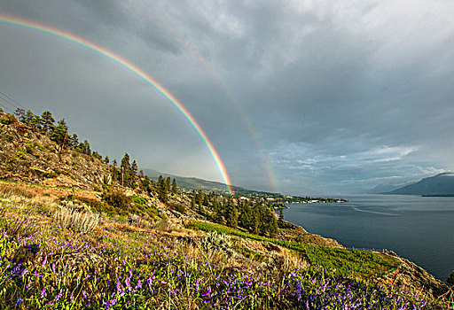 夏天,风暴,一对,彩虹,上方,美国黄松,树,湖,南方,奥克纳根谷,不列颠哥伦比亚省,加拿大