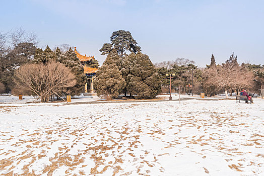 雪后的道路树林