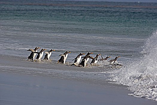 巴布亚企鹅,企鹅,成年,多,海滩,进入,海洋,福克兰群岛