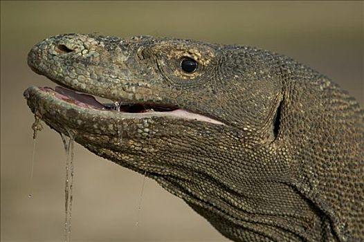 科摩多巨蜥,科摩多龙,流口水,高,细菌,快,感染,林卡岛,科莫多国家公园,印度尼西亚