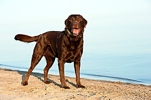 巧克力拉布拉多犬,狗,海滩