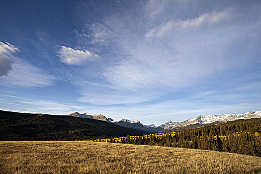 树,草,雪山,背景,蒙大拿,美国