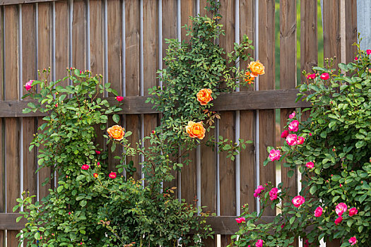 篱笆墙边的蔷薇花