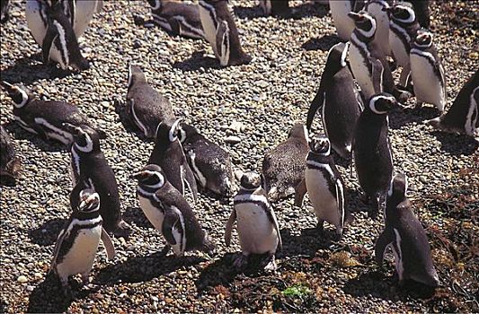 小蓝企鹅,坐,石头,鸟,瓦尔德斯半岛,阿根廷,南美,企鹅,动物