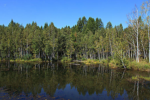 湖泊,白桦树