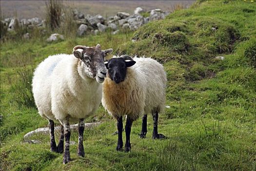 绵羊,荒芜,乡村,阿基尔岛,梅奥县,爱尔兰