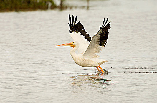 美洲白鹈鹕,起飞,湖