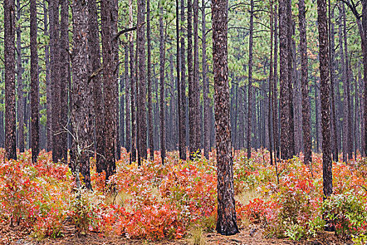 深红色,橡树,栎属,秋色,木,自然保护区,南方,松树,北卡罗来纳,美国