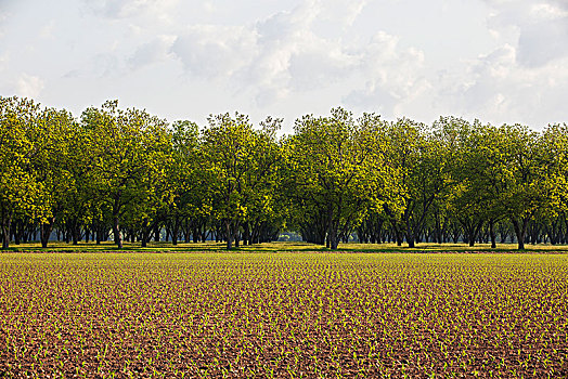 山核桃,小树林,背景,地点,玉米,幼苗,前景,英格兰,阿肯色州,美国