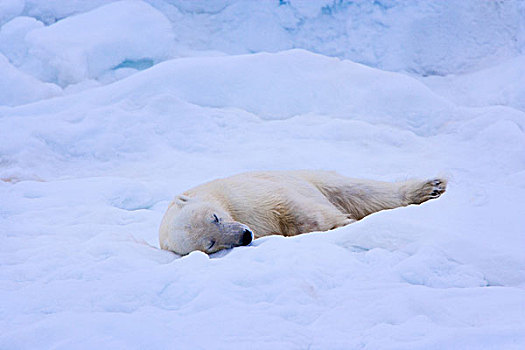 北极熊,床,雪,斯瓦尔巴特群岛,挪威