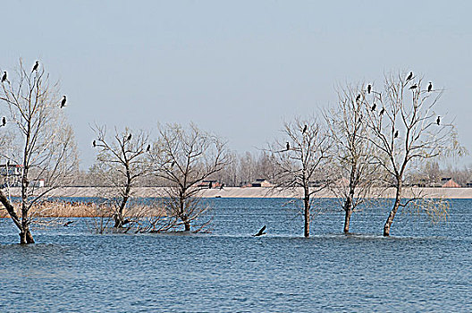 河南省孟州市白墙水库,一群鱼鹰在水中的树上休息