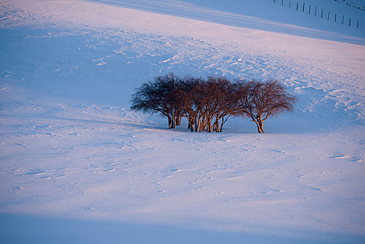 雪景