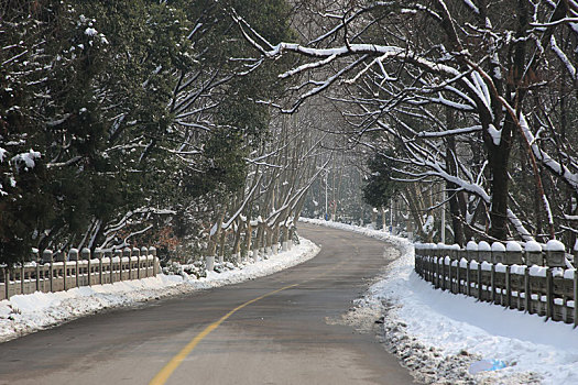 冬季林间雪后风景