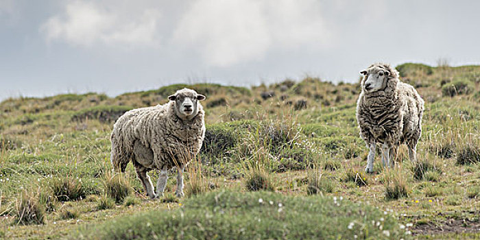 两只,羊,擦伤,地点,托雷德裴恩国家公园,巴塔哥尼亚,智利