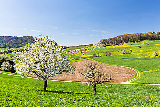 樱桃树,开花,牧场,春天,阿尔皋,瑞士