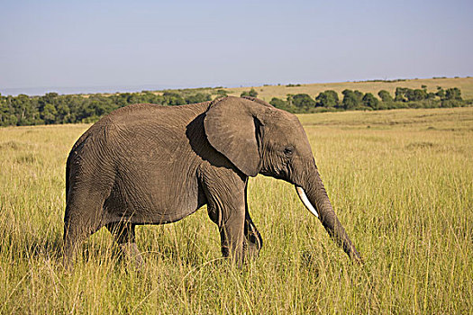非洲象,高草,马赛马拉,肯尼亚