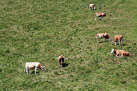 母牛,巴伐利亚