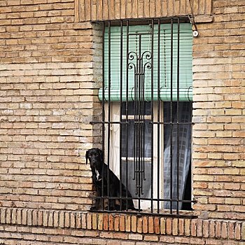 狗,向窗外看,萨拉戈萨,西班牙