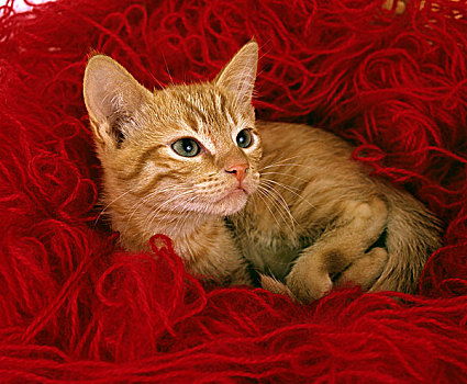 红色,斑猫,家猫,小猫,放入,毛织品