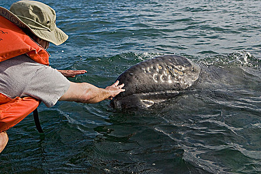 灰鲸,接触,友好,幼兽,下加利福尼亚州,墨西哥