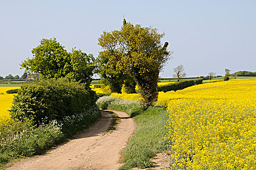 油菜籽,地点,花,旁侧,道路,树,灌木篱墙,诺福克,英格兰,欧洲